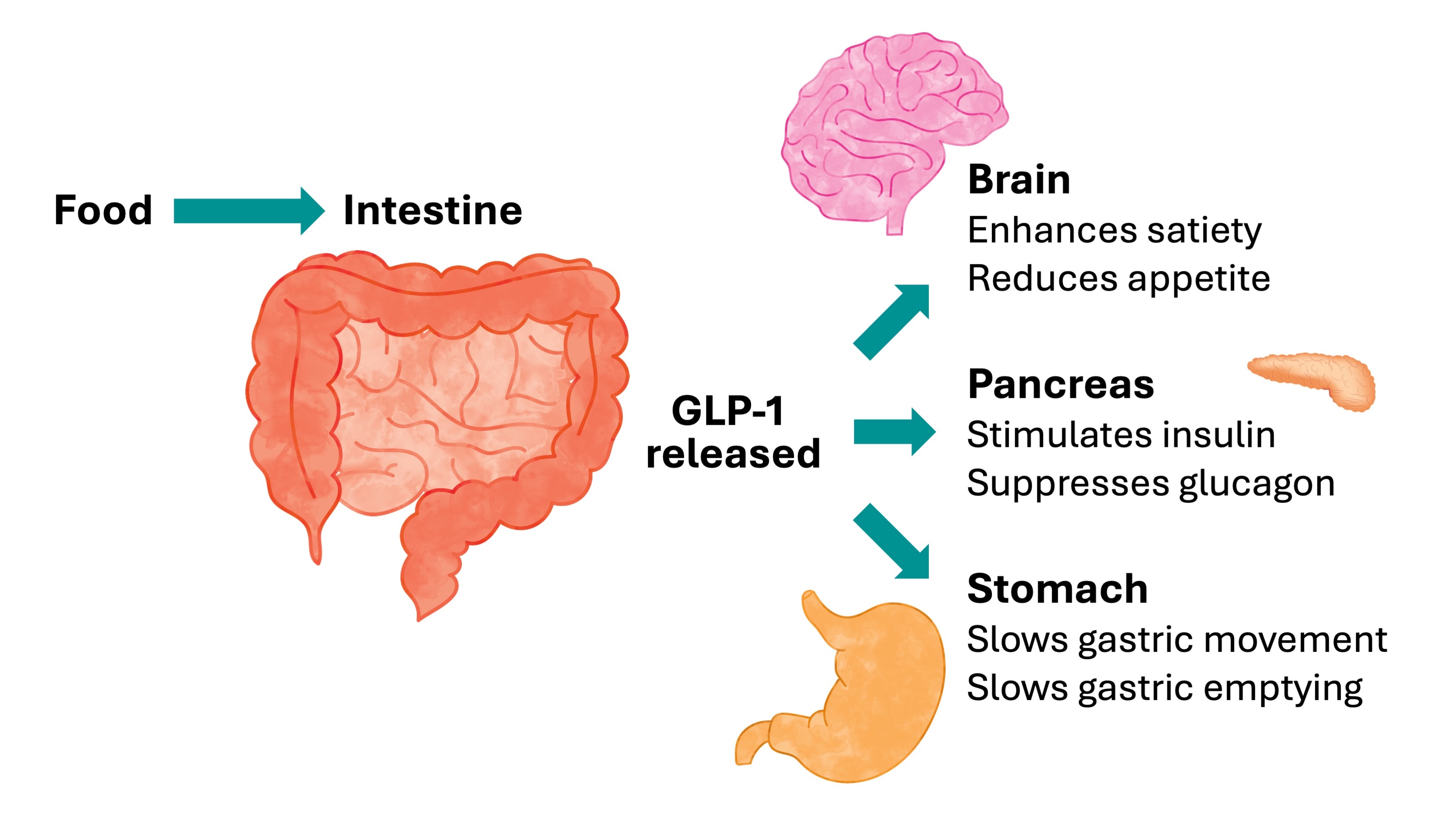 Image showcasing GLP-1 receptor agonists: Optimising nutritional outcomes in primary ...